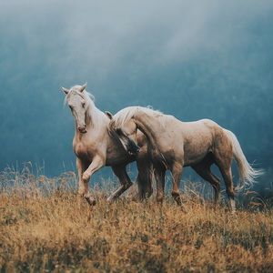 Meet your Posher, Ella